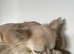 Long Haired Chihuahua for sale