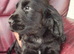 COCKER SPANIEL PUPS IN NORTHERN IRELAND