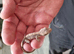 Baby crested gecko