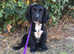 Cocker spaniel puppy