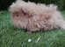 Boar guinea pigs
