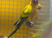 Stunning sun conures for sale