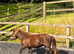Stunning registered shetland gelding