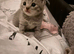 3 kittens for sale