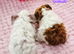 2 Sow Pairs ready 24/10/26