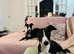 Female whippet