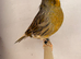 Gloster canary