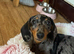 Dapple dachshund