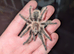 Curly Hair tarantula & enclosure