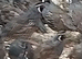 Californian Quail