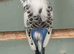 Baby budgie