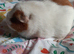 Guinea pigs and skinny pigs available.