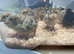 X l jumbo quail chicks