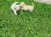 F1 Poochon puppies