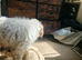 Beautiful toy poodle cross