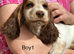 KC registered show cocker spaniels