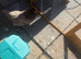 1 laying chicken and chicken coop and run