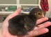 Baby chickens