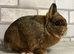 Netherland Dwarf girl