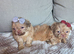Shih tzu puppies