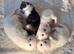 British Short hair kittens BSH £325