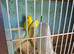 2 pair of budgies with cages
