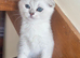 Gorgeous Scottish Fold Kittens