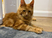 Maine Coon kittens (boys)