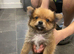 Pomeranias puppies for sale
