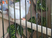 Lovely zebra finches
