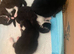 3 kittens for adoption