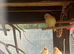 Canary’s for sale