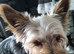Male yorkie