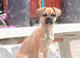 6 month old puggle pup