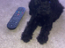 Ready to go on 23rd June toy poodle puppies