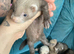 Ferret kits cheshire
