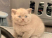 Lilac British shorthair kittens for sale 2 boys and 1 girl available