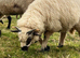 2 Valais x ewe lambs
