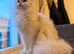 Adorable Scottish female kitten