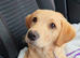 Female Golden labador retriever