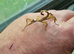 Macleays spectre stick insect large Nymph Male & Females Available