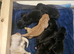 Outstanding Litter Of KC Puppies