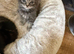 Maine coone/ British shorthair kittens