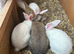 Continental Giant rabbits