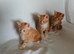 3 Male Kittens