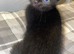 Kittens for sale
