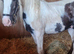 Beautiful heavy cob mare