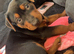 Chinese red dog pup