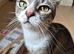 Beautiful Tabby Girl