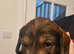 Standard wirehaired dachshund puppies